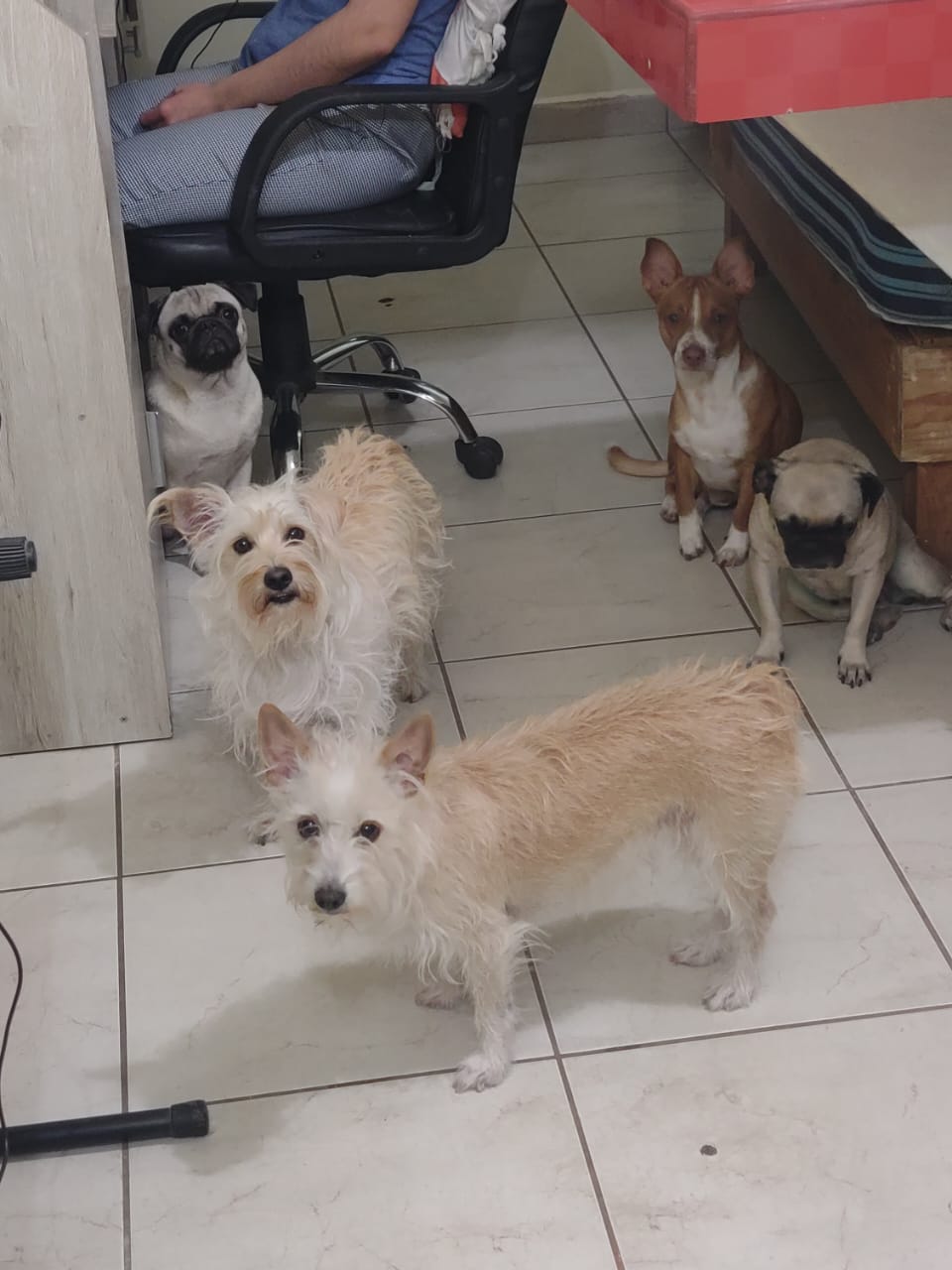 Foto de mis perros juntos